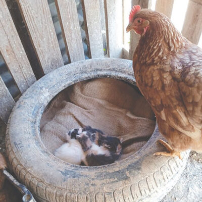 ΣΤΗΝ ΑΥΛΗ ΤΟΥ ΧΡΙΣΤΟΦΟΡΟΥ Άμα η κότα είναι κλώσσα φροντίζει και νεογέννητα γατιά
